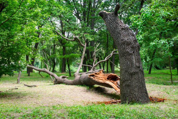 Pest Control for Lawns in Brooksville, FL