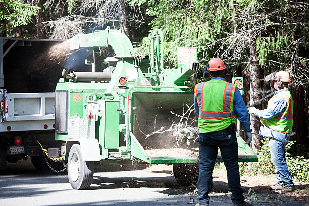 Professional Tree Care in Brooksville, FL